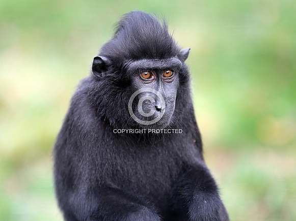 Celebes crested macaque (Macaca nigra)