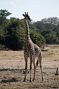Giraffe