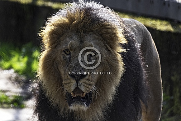 Asiatic Lion Male Walking Towards Cameraq