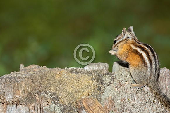 Yellow Pine Chipmunk, Tamias amoenus Yellow Pine Chipmunk, Tamias amoenus