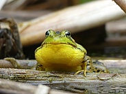 Vocal Frog