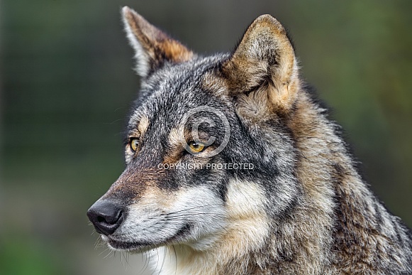 Pretty wolf