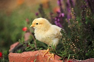 Yellow Chick and Flowers