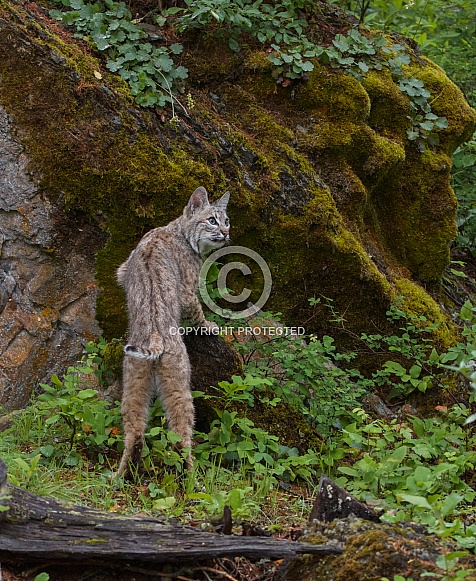 A Young Bobcat in Montana