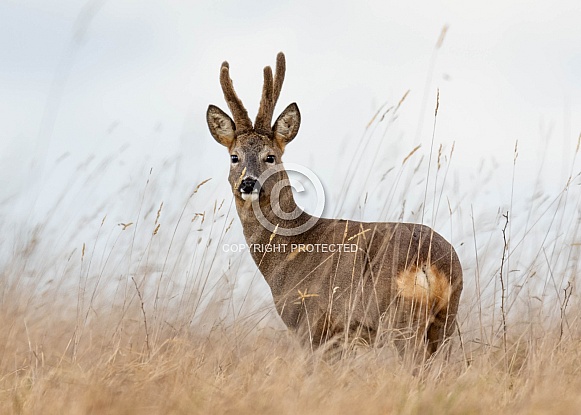 Roe Deer Roe Deer