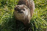 Asian Short Clawed Otter In The Grass