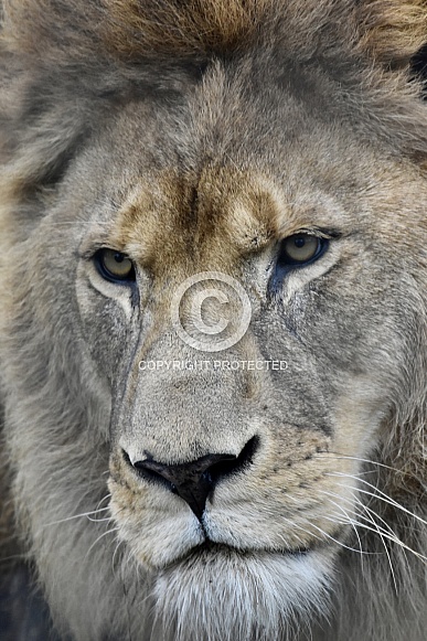 African Lion