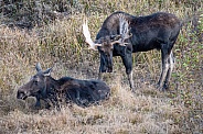 Bull Moose with Female