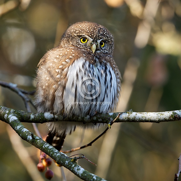 Northern Pygmy Owl Northern Pygmy Owl