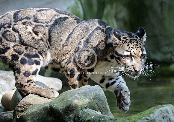 ckouded leopard
