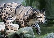 ckouded leopard