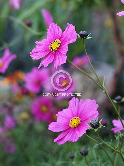 Hot Pink Cosmos Flowers
