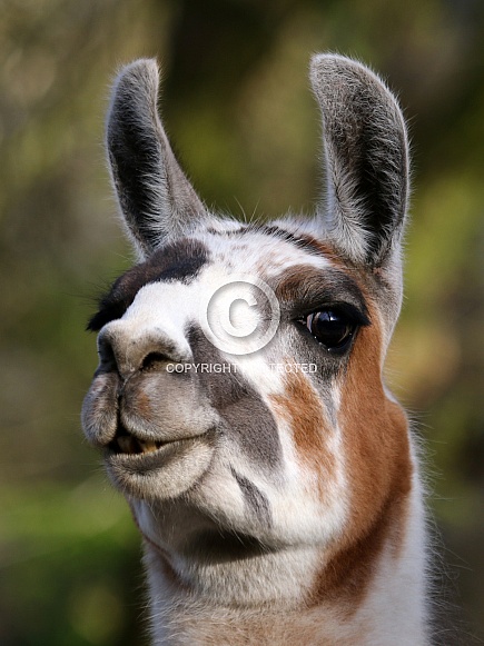 llama (Lama glama)