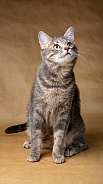 Domestic Cat