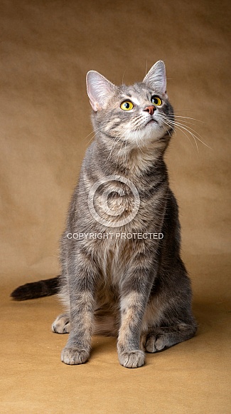 Domestic Cat