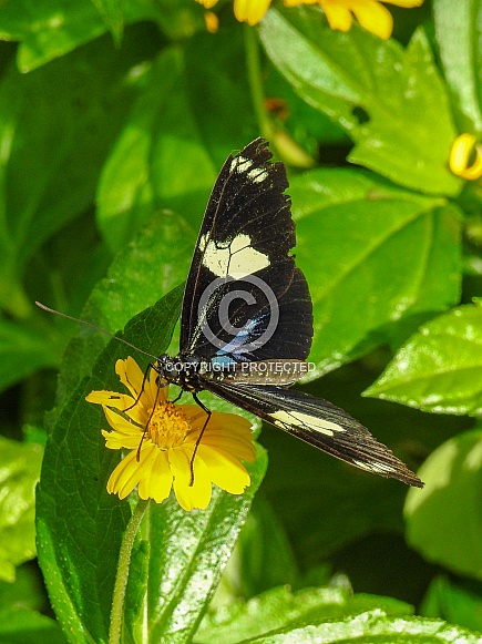 Sara Longwing Butterfly Sara Longwing Butterfly