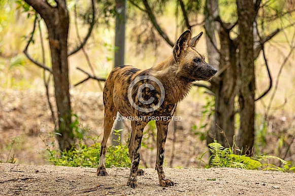 African Wild Dogs