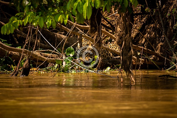 American jaguar in the nature habitat American jaguar in the nature habitat