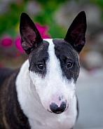 Head shot of a bull terrier