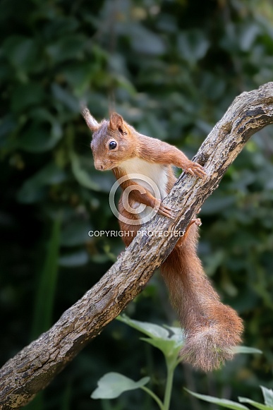 Red Squirrel