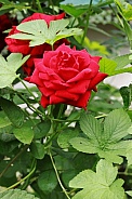 Red Rose