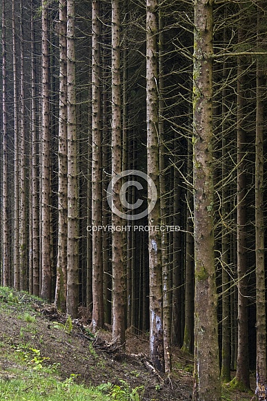 Forest of pine trees - Scotland