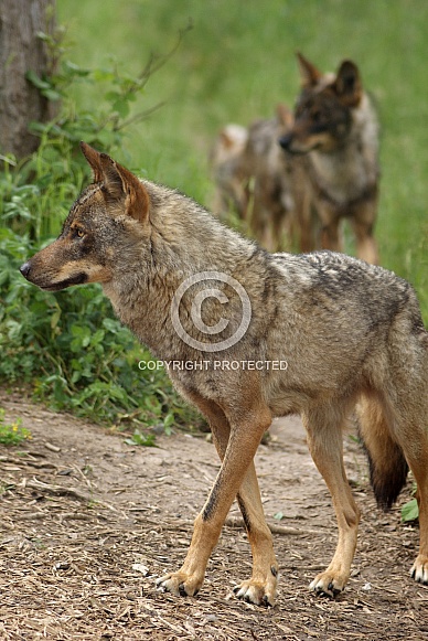 Eurasian wolf Eurasian wolf