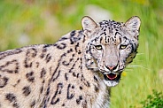 Portrait of a snow leopard