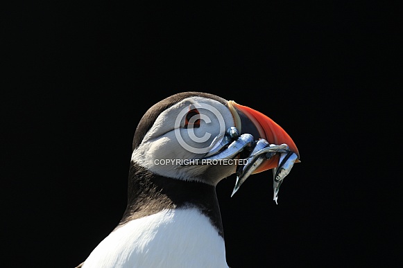 Puffin with fish