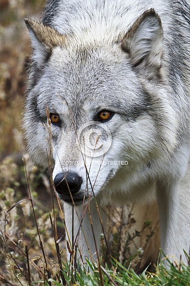 Grey Wolf-Trying to Hide