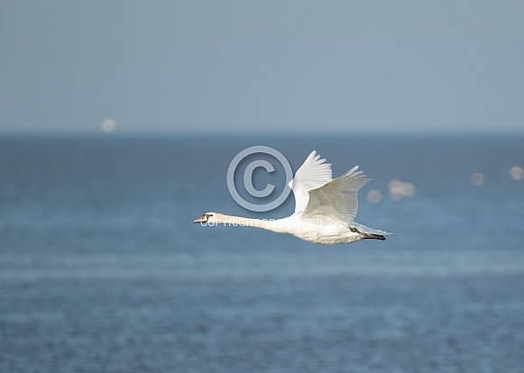 Mute Swan in Flight Mute Swan in Flight