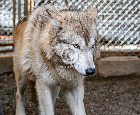 Gray wolf