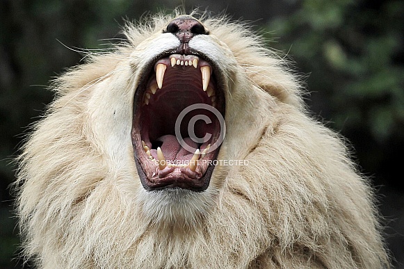 Afr. White Lion Afr. White Lion