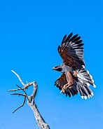 Harris' Hawk in Flight