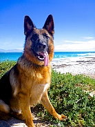 German Shepherd at the beach