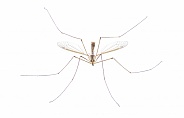 Cranefly species Tipula Sayi daddy longlegs in high definition with extreme focus and DOF depth of field isolated on white background. often mistaken as a larger mosquito. top front face view