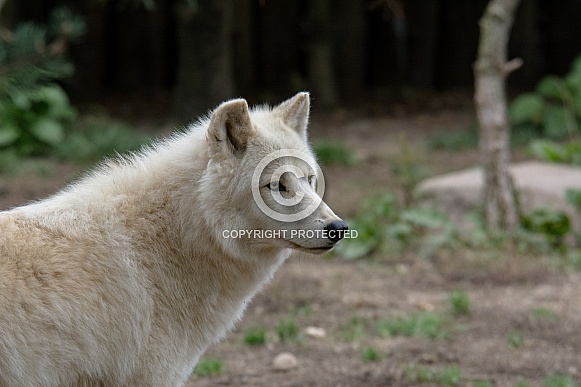 Arctic wolf Arctic wolf