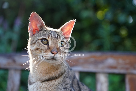 Savannah Cat