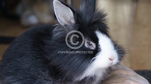 Black and White pet Rabbit. Black and White pet Rabbit.