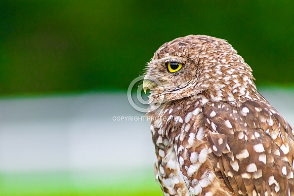 Burrowing Owl