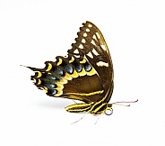 Palamedes swallowtail, laurel swallowtail butterfly - Papilio palamedes - isolated on white background side profile view