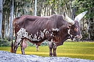 Ankole Watusi African cattle