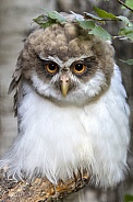 Spectacled owl (Pulsatrix perspicillata)