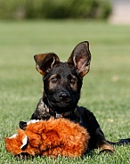 German shepherd puppy posing in the grass with a toy