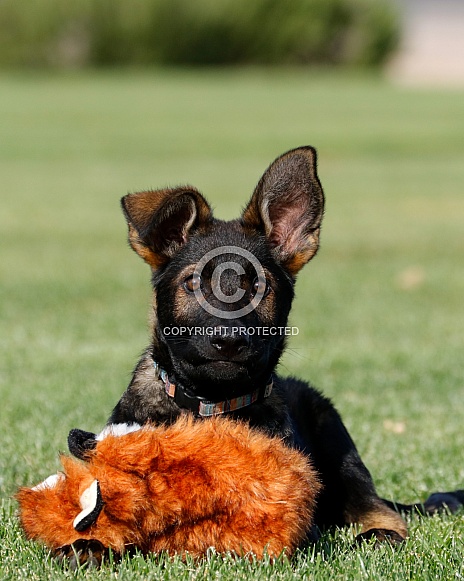German shepherd puppy posing in the grass with a toy German shepherd puppy posing in the grass with a toy