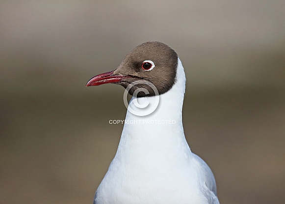 Black headed Gull Black headed Gull