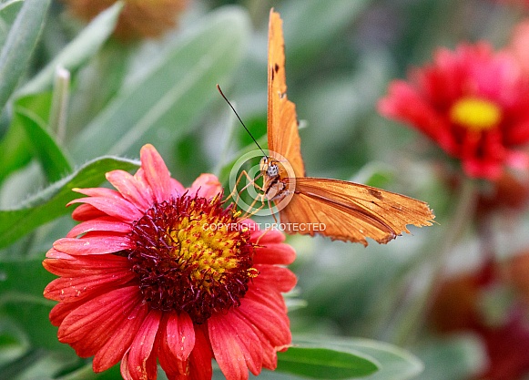 Orange butterfly on a bright colored flower