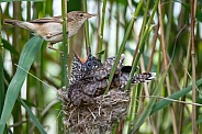 Common Cuckoo
