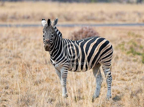Zebra
