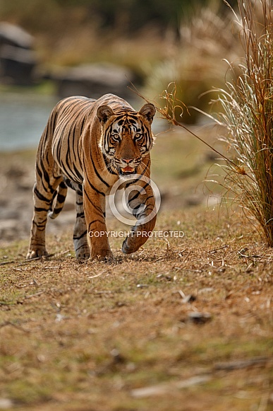 Beautiful tiger in the nature habitat. Tiger pose in amazing light. Wildlife scene with wild animal. Indian wildlife. Indian tiger. Panthera tigris tigris.